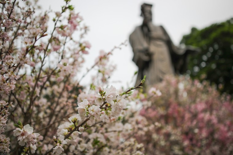 Người dân nô nức thưởng lãm hoa anh đào Nhật Bản nở rộ bên hồ Hoàn Kiếm ảnh 1