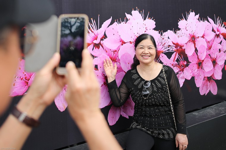 Người dân nô nức thưởng lãm hoa anh đào Nhật Bản nở rộ bên hồ Hoàn Kiếm ảnh 8