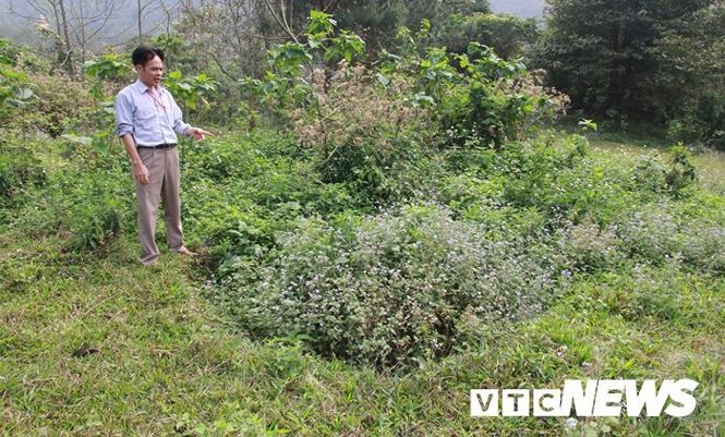 Rắn khổng lồ tu luyện thành tinh trên núi Cấm và những cuộc chạm trán kinh hoàng ảnh 2