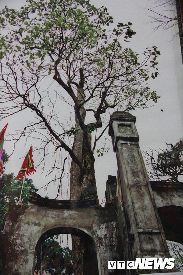 Rắn khổng lồ tu luyện thành tinh trên núi Cấm và những cuộc chạm trán kinh hoàng ảnh 1