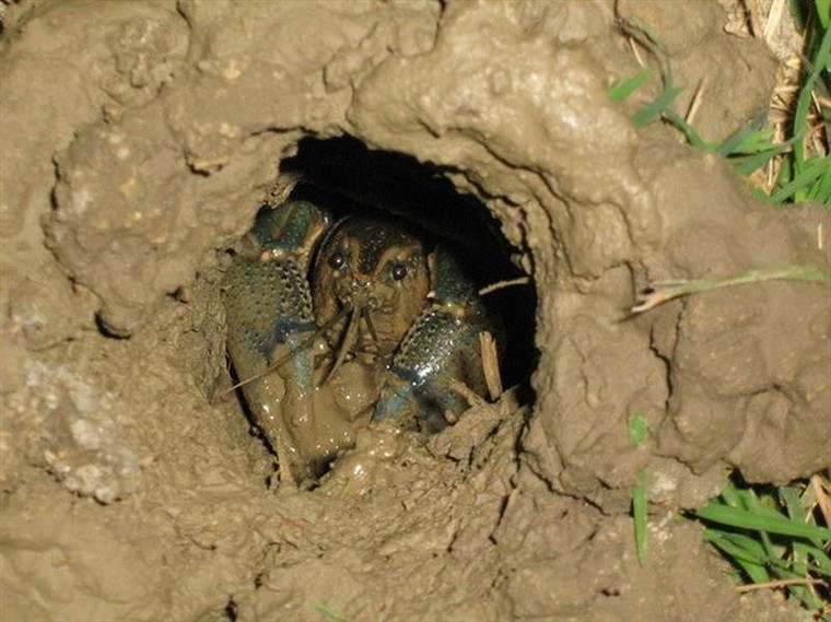 'Tôm càng đỏ Trung Quốc không thể đấu với tôm hùm Việt Nam' ảnh 2