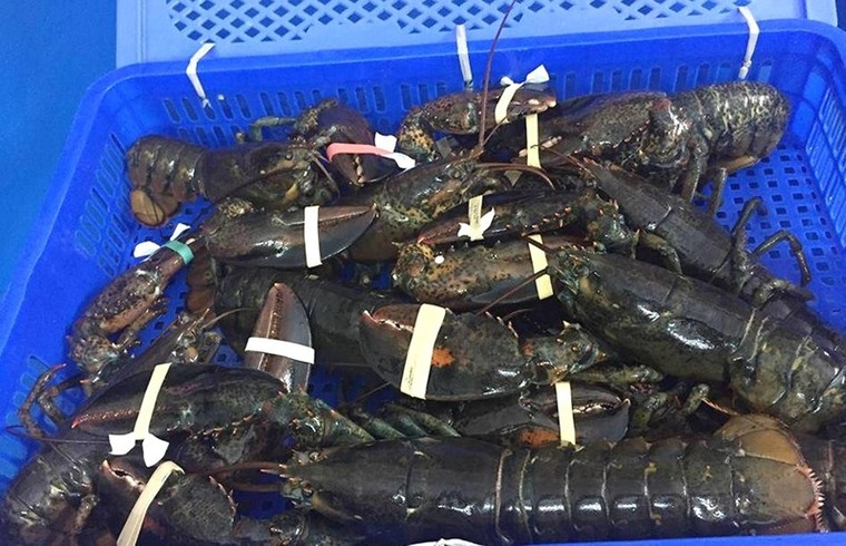 Ô tô, trái cây Mỹ bất ngờ nhập về Việt Nam ồ ạt ảnh 1