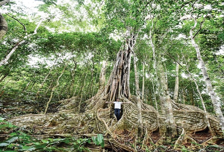 Du lịch Quảng Ngãi nên đi đâu? ảnh 2