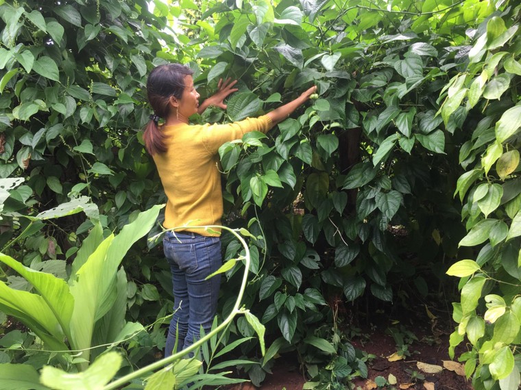 Dân Tây Nguyên vỡ mộng với 'vua của các loại hạt' ảnh 1