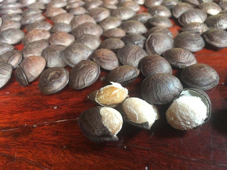 Dân Tây Nguyên vỡ mộng với 'vua của các loại hạt' ảnh 2