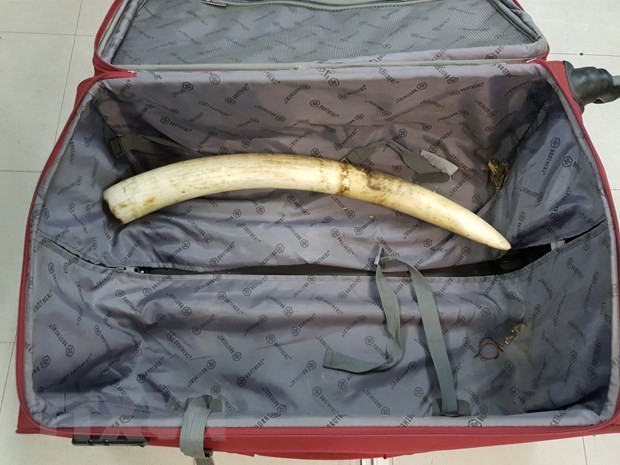 Phát hiện đối tượng vận chuyển trái phép ngà voi qua đường hàng không ảnh 1