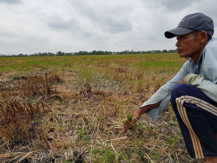 Hạn hán và xâm nhập mặn ở ĐBSCL đến sớm và sâu hơn ảnh 1