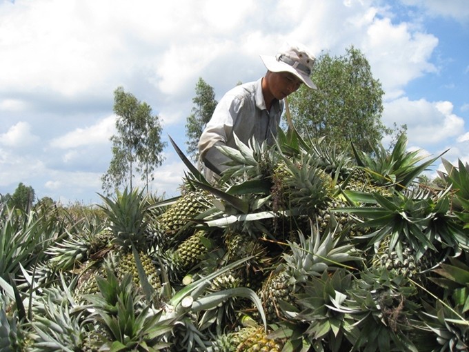 Đồng bằng sông Cửu Long thiệt hại nặng nề do xâm nhập mặn và khô hạn ảnh 1