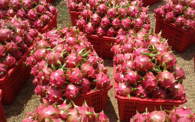 Thanh long, dưa hấu tăng giá trở lại ảnh 1