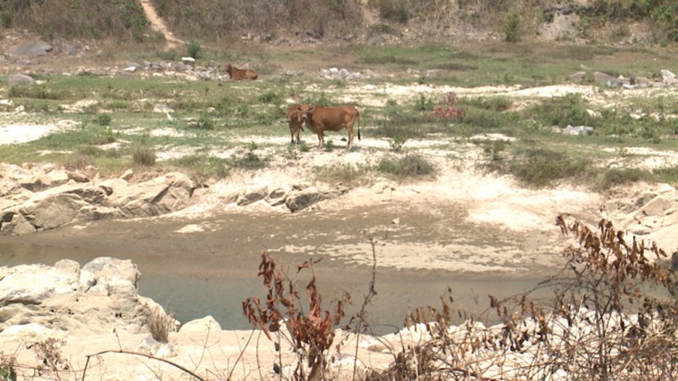 Thủy điện chặn dòng, hơn trăm ha cây trồng chết héo ảnh 2