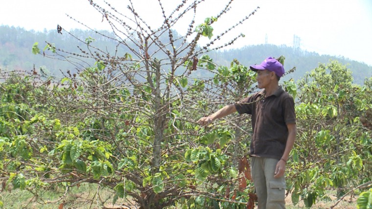 Thủy điện chặn dòng, hơn trăm ha cây trồng chết héo ảnh 1
