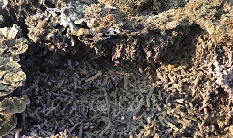 Phú Yên: Hệ sinh thái san hô tại Hòn Yến bị đe doạ nghiêm trọng ảnh 2