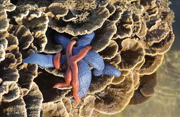 Phú Yên: Hệ sinh thái san hô tại Hòn Yến bị đe doạ nghiêm trọng ảnh 1