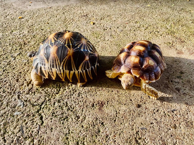 Khi người nổi tiếng cổ suý trào lưu nuôi nhốt rùa quý hiếm ảnh 5