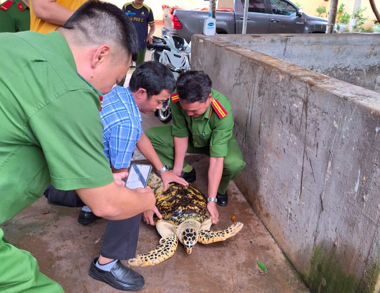 Đồng Nai: Bàn giao thành công rùa biển quý hiếm có nguy cơ tuyệt chủng cao ảnh 1