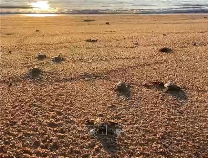 Ninh Thuận: Bảo vệ hiệu quả, bền vững các quần thể rùa biển ảnh 1