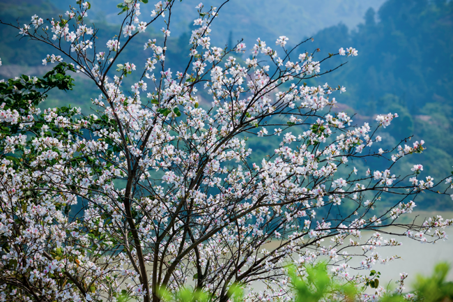 Đến Điện Biên tận hưởng vẻ đẹp nao lòng mùa hoa khoe sắc ảnh 1