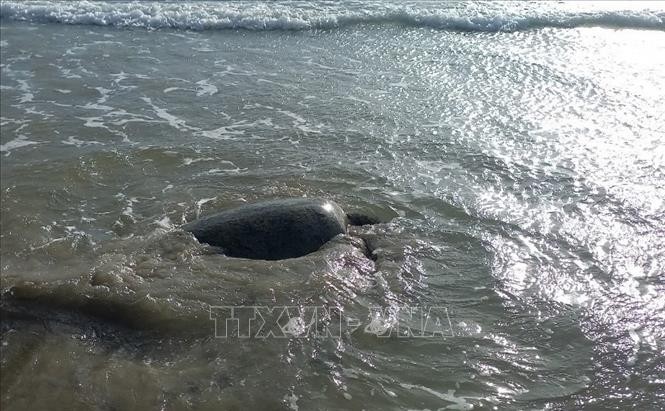 Cứu hộ thành công cá thể rùa xanh mắc cạn tại Côn Đảo ​ ảnh 2