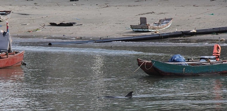 Quảng Ninh: Cá heo xuất hiện nhiều trên vùng biển Cô Tô ảnh 3