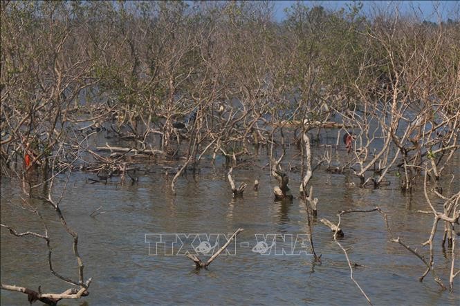 Quảng Nam: Sớm xác định nguyên nhân rừng ngập mặn chết ảnh 2