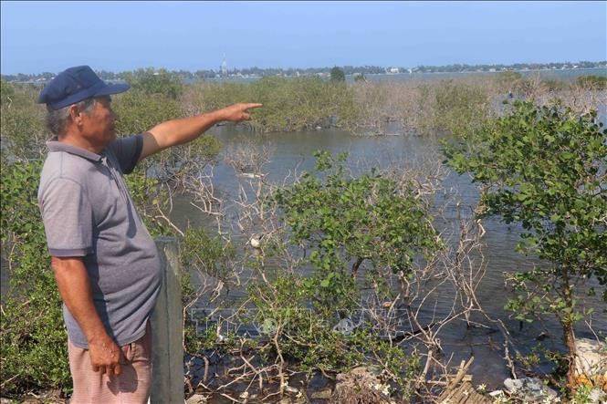 Quảng Nam: Sớm xác định nguyên nhân rừng ngập mặn chết ảnh 1