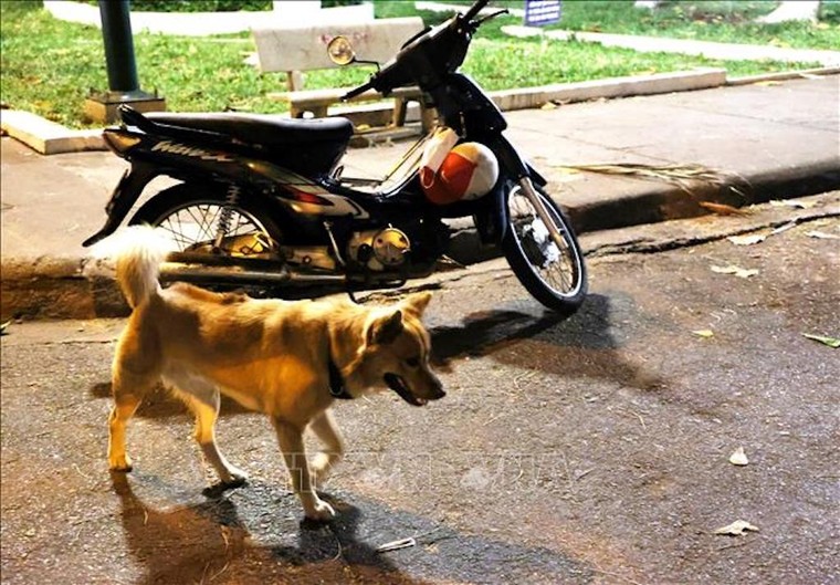 TP.HCM: Xây dựng vùng an toàn, phòng chống bệnh dại ảnh 1