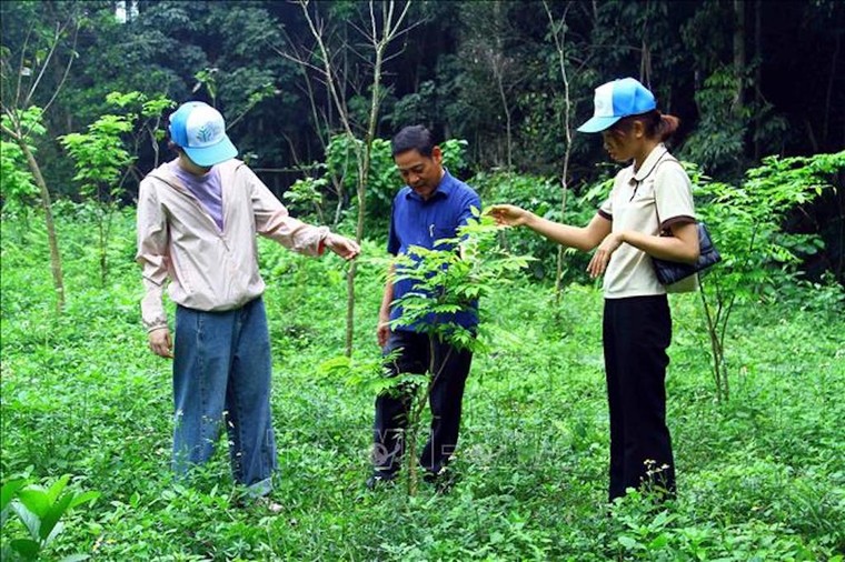 Quảng Bình: Nỗ lực phục hồi rừng từ trồng cây bản địa ảnh 1