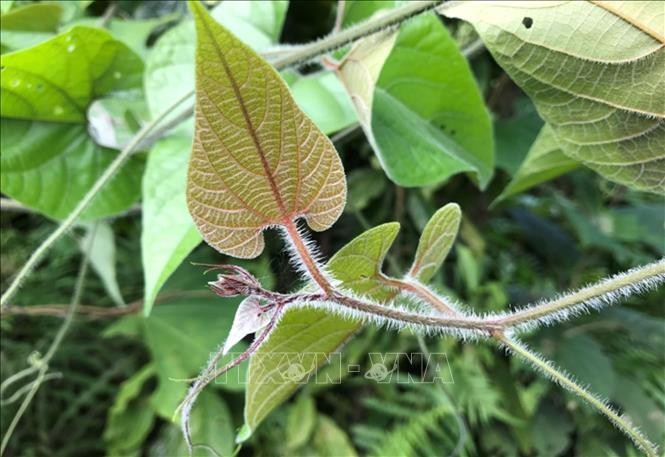 Trồng và nhân giống thành công loài dược liệu quý La hán quả ảnh 1