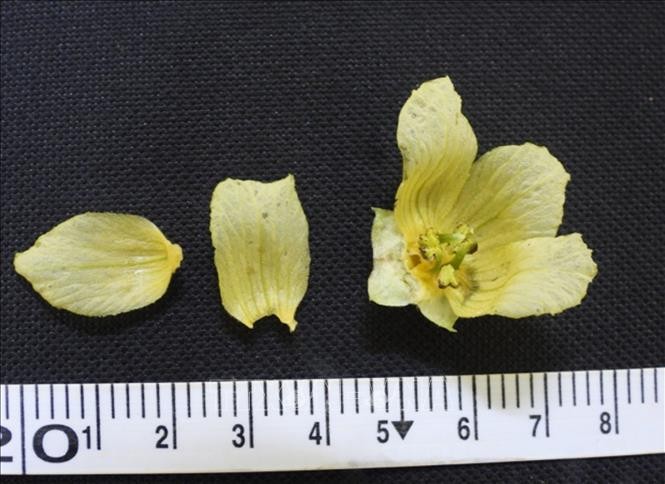 Trồng và nhân giống thành công loài dược liệu quý La hán quả ảnh 2