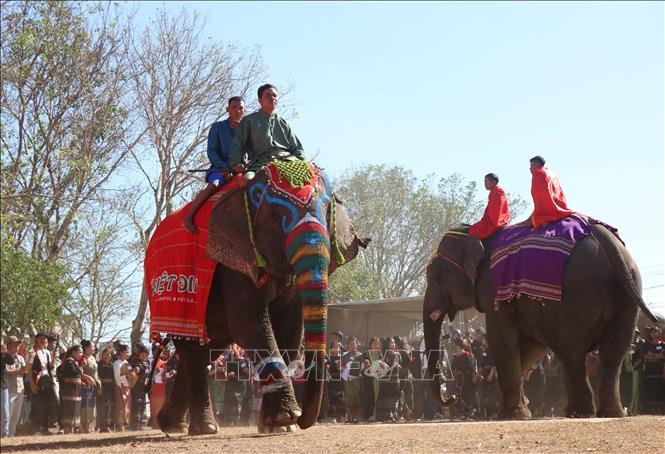 Đắk Lắk: Du khách ấn tượng với Hội voi Buôn Đôn ảnh 3