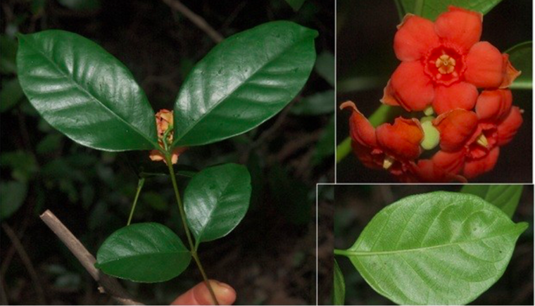 Ninh Thuận: Phát hiện 3 loài thực vật mới tại Vườn Quốc gia Núi Chúa ảnh 2