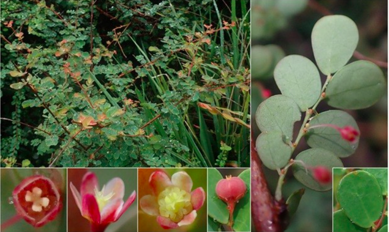 Ninh Thuận: Phát hiện 3 loài thực vật mới tại Vườn Quốc gia Núi Chúa ảnh 1