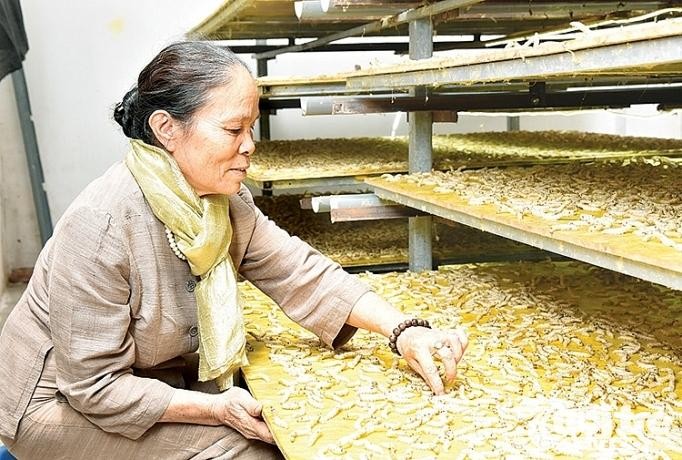 Người điều khiển con tằm dệt lụa ảnh 3