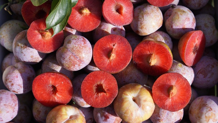 Sơn La chính thức ra mắt thương hiệu 'Mận hậu Ruby Sơn La' ảnh 1