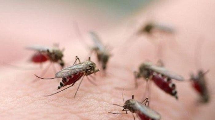 Sốt rét ‘nhập khẩu’ có đáng lo? ảnh 2