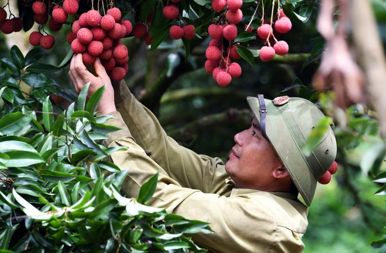 Xây dựng thương hiệu quả vải Việt Nam: Câu chuyện từ Bắc Giang ảnh 3
