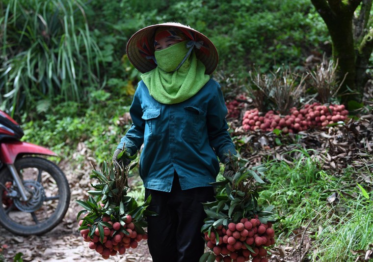 Xây dựng thương hiệu quả vải Việt Nam: Câu chuyện từ Bắc Giang ảnh 4