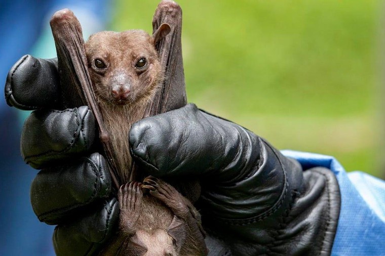 Lo ngại virus mới gây tỷ lệ tử vong đến gần 90% ảnh 1