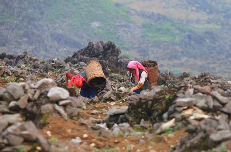 Tri thức canh tác hốc đá - Sức sống mãnh liệt trên cao nguyên ảnh 1