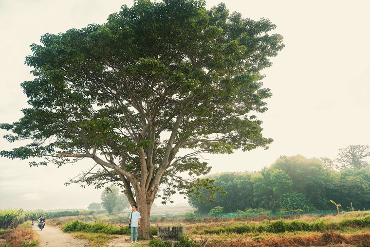 Cây ngô đồng trong phim Mắt Biếc: Tọa độ checkin giới trẻ hiện nay ảnh 3