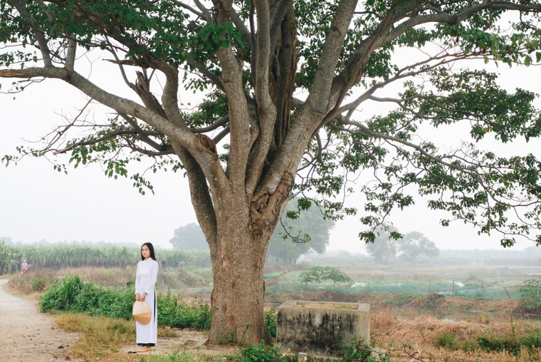 Cây ngô đồng trong phim Mắt Biếc: Tọa độ checkin giới trẻ hiện nay ảnh 4