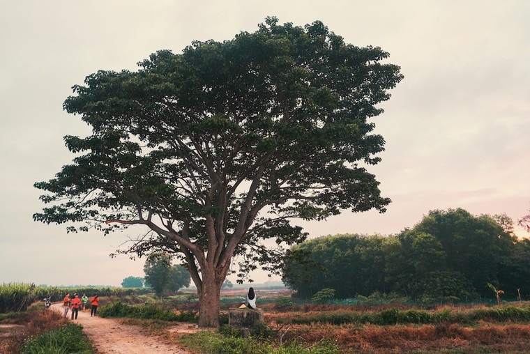 Cây ngô đồng trong phim Mắt Biếc: Tọa độ checkin giới trẻ hiện nay ảnh 1