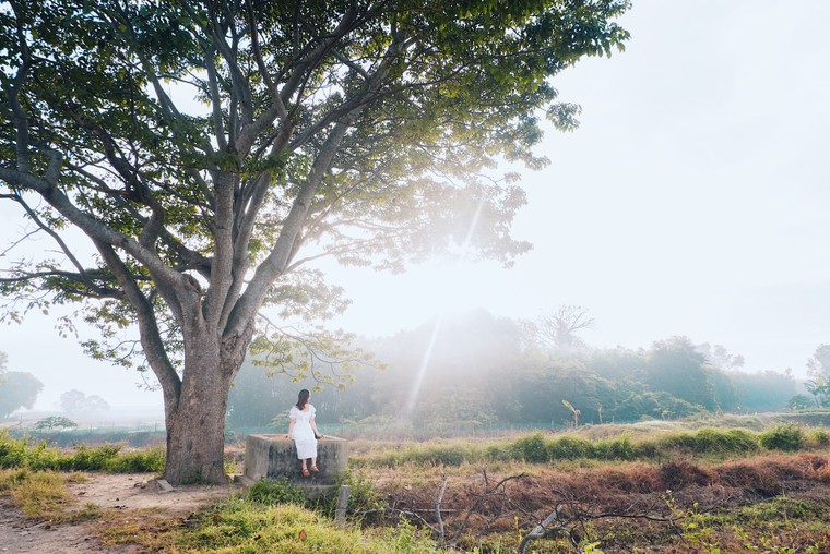 Cây ngô đồng trong phim Mắt Biếc: Tọa độ checkin giới trẻ hiện nay ảnh 6