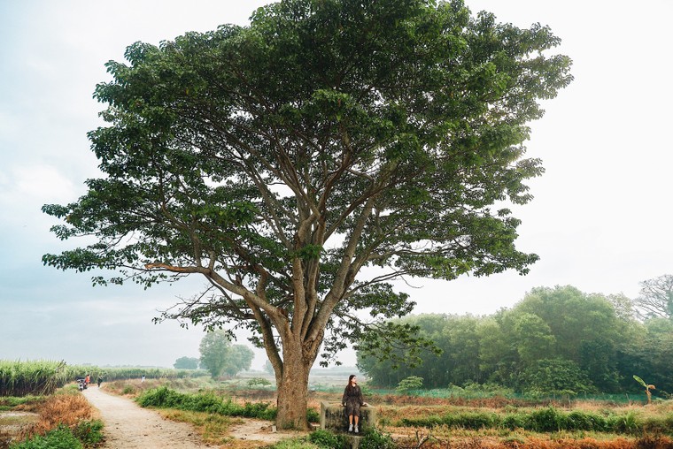 Cây ngô đồng trong phim Mắt Biếc: Tọa độ checkin giới trẻ hiện nay ảnh 7