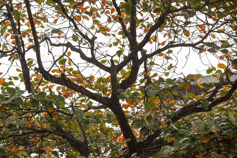 Hà Nội: Cuộc sống mưu sinh dưới mưa ảnh 6