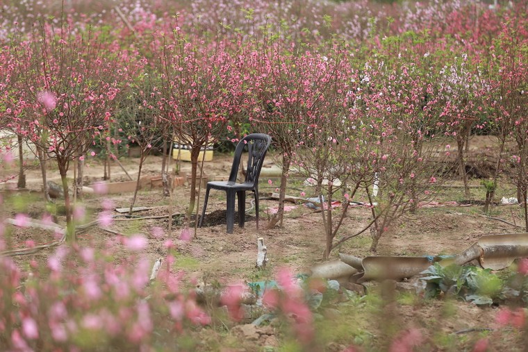 Tấp nập thu hoạch đào đón Tết ảnh 1