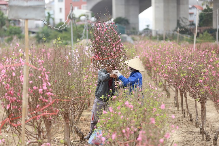 Tấp nập thu hoạch đào đón Tết ảnh 5