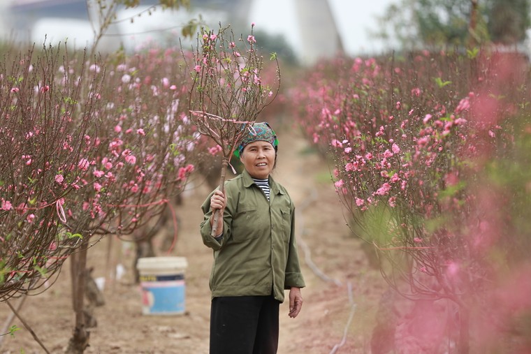 Tấp nập thu hoạch đào đón Tết ảnh 6