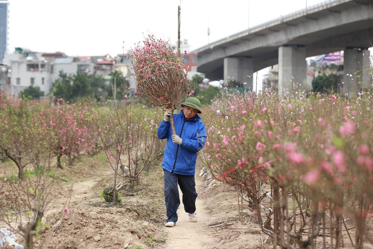 Tấp nập thu hoạch đào đón Tết ảnh 7