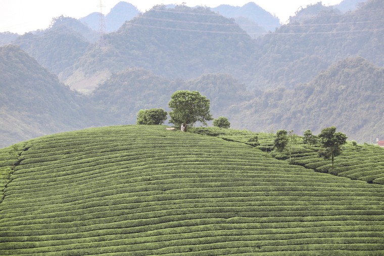 Những cánh đồng chè đầy thơ mộng ở Mộc Châu ảnh 1